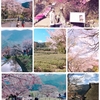 日帰りバスツアー　三重*奈良の桜の旅～三多気の桜と高見の郷しだれ桜