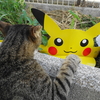 8月前半の #ねこ #cat #猫 その4