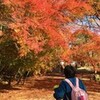 紅葉を見にいこうよう！