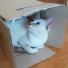 箱入り娘にゃんこ