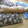 犬も液体