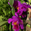 蘭の香り③温室のカトレア　cattleya