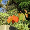 ススキを求めて山麓線北へ散歩