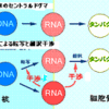 RNA干渉と聖書への適用