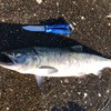 ‘20 釣行 31回目  〜サケ釣り15 網走方面〜 