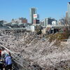 都内、「目黒川」で花見！！（１）