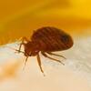 Bed Bug Exterminator Company–How To Get A Legitimate Agency?