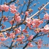 春のイライラ（CONTAX RX + Carl Zeiss Planar T* 50mm F1.4 + C200）