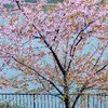 今日(3/20木曜)は春分の日です。