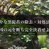 厄介な黒髭苔の除去・対処法！原因となる水槽環境を改善し完全決着！
