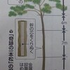 保存される一本松と「もんじゅ廃炉へ」（讀賣夕刊より）