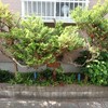 コノテガシワ増々木