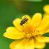 🐝近所の公園で虫を接写撮影しました🐛