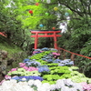 あじさいウィーク　柳谷観音　揚谷寺　前編