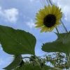 ９月１週の花🌻