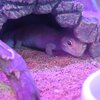 東南植物楽園　ヒョウモントカゲモドキ