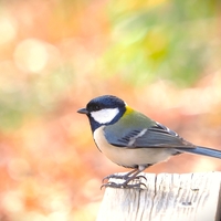 シジュウカラさん可愛い・嶺公園