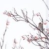 函館キャンパスの小鳥達