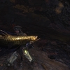 【MHW】環境生物：ドス黄金魚【調査】