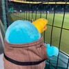 野生の虎を探せ！ in 甲子園(交流戦2022その2)(497)