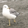 三番瀬の野鳥たち　怪我したウミネコ・ミヤコドリ