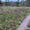 久し振りの尾瀬ヶ原散策