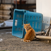 北西九州離島のねこさん