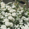 白いお花は虫たちのオアシス。
