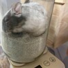 しろごまあん198日目