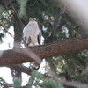 ハイタカ・オオタカ・ニシオジロビタキ(大阪城野鳥探鳥 2017/02/25 6:15-12:55)