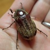 手乗り２種