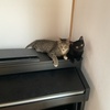 猫部屋開放