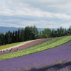 北海道ツーリング2022　富良野～美瑛　　メロン(≧▽≦)