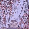 今日の 姫路城 と 桜