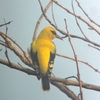 Indian Golden Oriole インドコウライウグイス（インドの鳥その54）