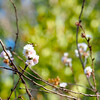 冬桜 11/21