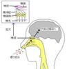 嗅覚の最近の研究