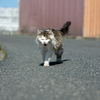 東北東部東離島のねこさん