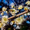 2026年3月26日　撮影散歩で上尾市平塚の梅畑へ