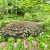 穴地獄横の池（仮称）（群馬県中之条）