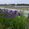 菖蒲園