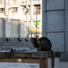 近隣繁華街のねこさん 