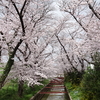 2022年3月30日（水）荒川上流へ桜開花パトロール 2