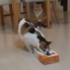 【猫トラップ】ティッシュ箱ッ！それは猫を吸い込む魔性の箱ッ！！～なぜ猫は吸い込まれるのか？～（猫動画）