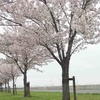 揖斐川沿いの桜並木