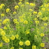 菜の花やせめて牧場に飼われたし