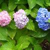 雨降りの花