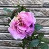 ＊バラ リナルドの開花とバラゾウムシ被害＆ユリ