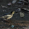 鳥撮り、源氏山公園