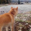 夜が明けると、そこは雪国…